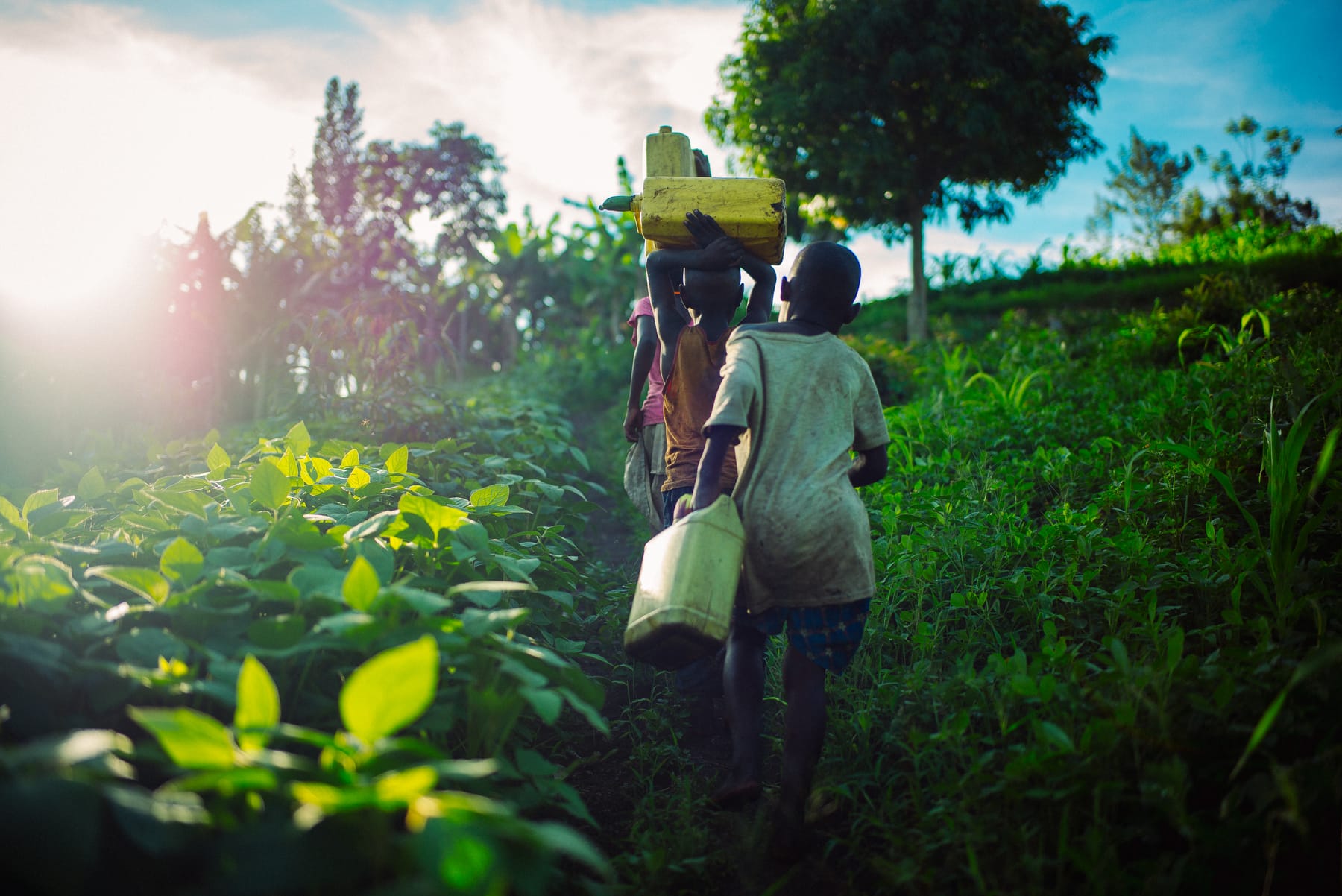 Kids carrying water home at sunset, Uganda
